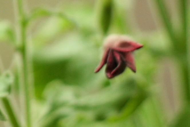 Nicotiana06_g.jpg