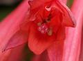 Fleur14_g