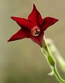 Nicotiana05_g