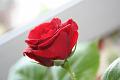 Rose02_g